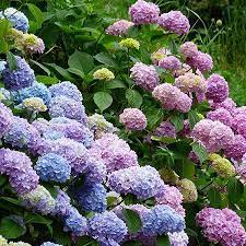 HYDRANGEA ENDLESS SUMMER 2GAL