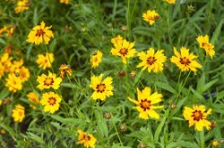 PLANT COREOPSIS TGAL