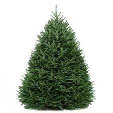 TREE FRASER FIR 6 - 7' ORNG TAG