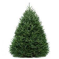 TREE FRASER FIR 7-8 BLUE TAG