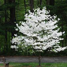 DOGWOOD TREE WHITE 3GAL
