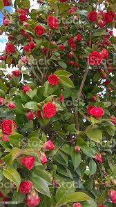 CAMELLIA 1G