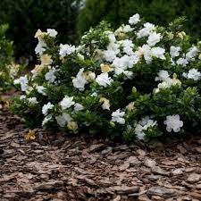 GARDENIA AUGUST BEAUTY 3G