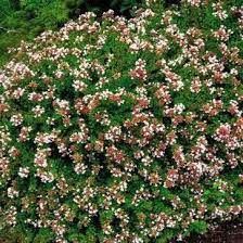 ABELIA ROSE CREEK 1G