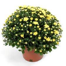 PLANT MUM 8"