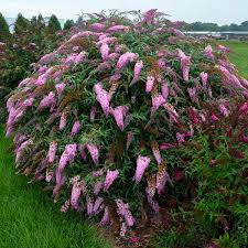 BUDDLEIA BUTTERFLY BUSH 1GAL