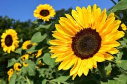 PLANT SUNFLOWER 12" POT