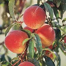 NECTARINE CHEROKEE 3G