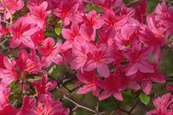 AZALEA 1GAL