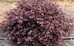 LOROPETALUM 3GAL