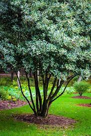 OSMANTHUS TEA OLIVE 3GAL
