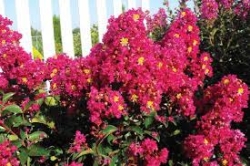 CRAPE MYRTLE BERRY DAZZLE 2G