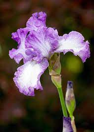 IRIS PLANT #1