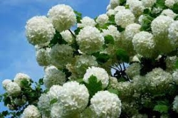 VIBURNUM PERALIFIC 3G