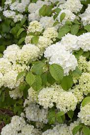 VIBURNUM POPCORN 3G