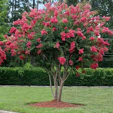 CRAPE MYRTLE  3GAL