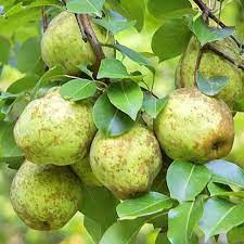 PEAR TREE KIEFFER 3GAL