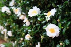 CAMELLIA SASANQUA 3G