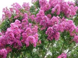 CRAPE MYRTLE 5GAL