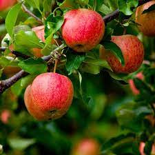 APPLE TREE FUJI 5G
