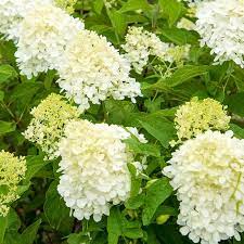 HYDRANGEA LIMELIGHT 3G