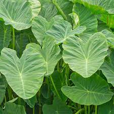 PLANT ELEPHANT EAR 1GAL