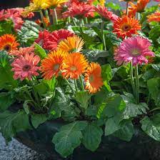 PLANT GERBERA DAISY 6"