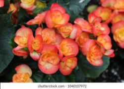 PLANT BEGONIA REIGER 6.5"