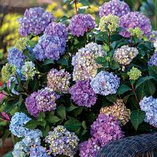 HYDRANGEA ENDLS SMR 2G