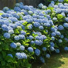 HYDRANGEA PENNY MAC BLUE 3G