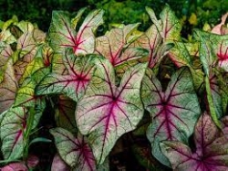 PLANT CALADIUM 6.5"