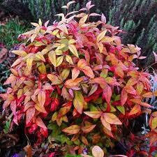 NANDINA FIREPOWER 1GAL