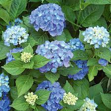 HYDRANGEA COWETA 6.5"