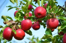 APPLE TREE STAYMAN WINESAP 3GAL