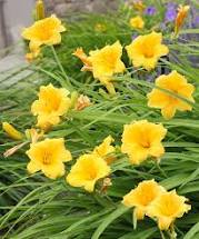 DAYLILY 1GAL