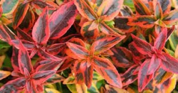 ABELIA KALEIDSCOPE 3GAL