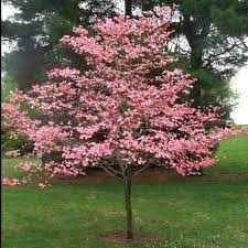 DOGWOOD TREE PINK/RED 3GAL