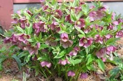 PLANT HELLEBORE LENTEN ROSE #1