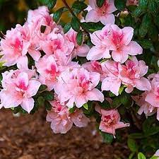 AZALEA ENCORE 1GAL