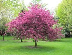 CRABAPPLE TREE 3G