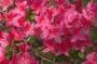 AZALEA 1GAL
