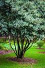 OSMANTHUS TEA OLIVE 3GAL