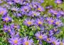 PLANT ASTER  #1