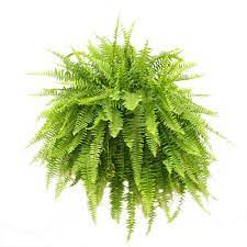 BASKET HANGING FERN 10"