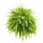 BASKET HANGING FERN 10"