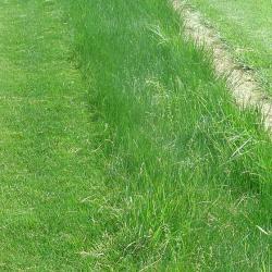 SEED CREEP RED FESCUE 25#