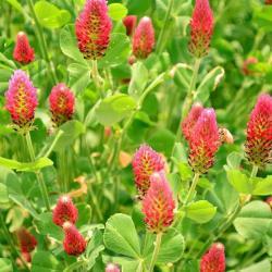 SEED CLOVER CRIMSON RED 50#