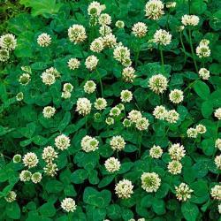 SEED CLOVER DUTCH WHITE 50#