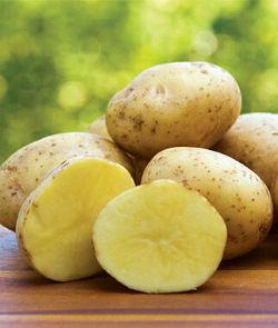 POTATOES 5LB YUKON GOLD