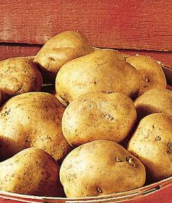 POTATOES 5LB WHITE KENNEBEC